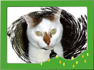popoki